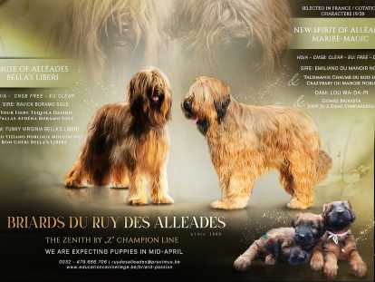 Chiots de race Berger de Brie à vendre (3 femelles & 4 mâles)