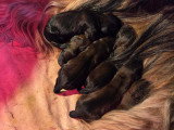 Chiots de race Berger de Brie à vendre (3 femelles & 4 mâles)
