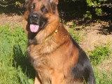 Chien mâle Berger Allemand à donner