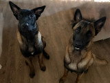 Deux chiens Malinois à donner