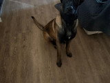 Deux chiens Malinois à donner