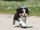 Chiot femelle Cavalier King Charles tricolore non LOF à vendre