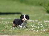 Chiot femelle Cavalier King Charles tricolore non LOF à vendre