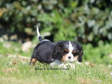 Chiot femelle Cavalier King Charles tricolore non LOF à vendre