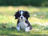 Chiot femelle Cavalier King Charles tricolore non LOF à vendre