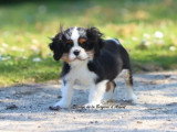 Chiot femelle Cavalier King Charles tricolore non LOF à vendre
