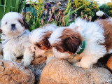 3 chiots femelles Shih Tzu LOF à réserver nées en mars 2026