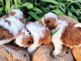 3 chiots femelles Shih Tzu LOF à réserver nées en mars 2026