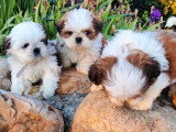 3 chiots femelles Shih Tzu LOF à réserver nées en mars 2026