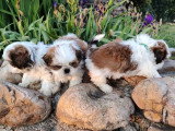 3 chiots femelles Shih Tzu LOF à réserver nées en mars 2026