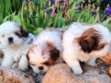 3 chiots femelles Shih Tzu LOF à réserver nées en mars 2026