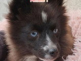 2 chiots femelles Pomsky non LOF noires disponibles