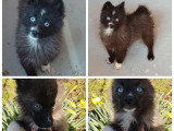 2 chiots femelles Pomsky non LOF noires disponibles