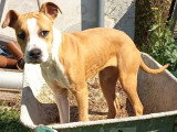 Deux chiots femelles Amstaff LOF à vendre, nées en octobre 2025