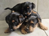 Portée de 4 Yorkshires non LOF nés en février 2026 à vendre