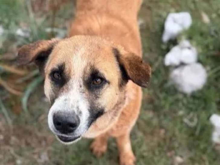 Chienne marron et blanc de 4 ans en quête d'un foyer