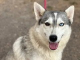 En attente d'adoption : chienne Husky de Sibérie de 2 ans au pelage gris et blanc