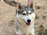 En attente d'adoption : chienne Husky de Sibérie de 2 ans au pelage gris et blanc