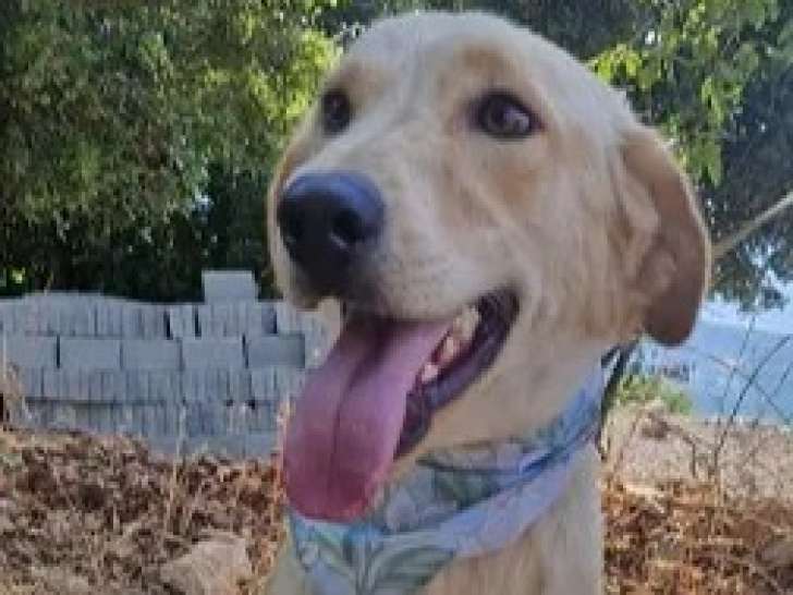 Disponible à l'adoption : chien Golden Retriever d'un an au pelage sable
