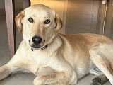 Disponible à l'adoption : chien Golden Retriever d'un an au pelage sable