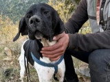 En attente d'un foyer : chien Pointer Anglais de 2 ans