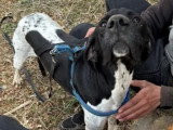 En attente d'un foyer : chien Pointer Anglais de 2 ans