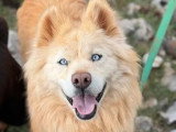 À la recherche d'une famille : chien Husky de Sibérie fauve de 5 ans