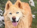 À la recherche d'une famille : chien Husky de Sibérie fauve de 5 ans