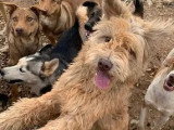 Prêt pour l'adoption : chien Griffon de 2 ans au pelage sable