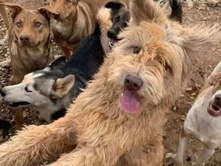 Prêt pour l'adoption : chien Griffon de 2 ans au pelage sable