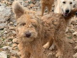 Prêt pour l'adoption : chien Griffon de 2 ans au pelage sable