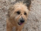Disponible à l'adoption : chienne Griffon de 2 ans au pelage noir et feu