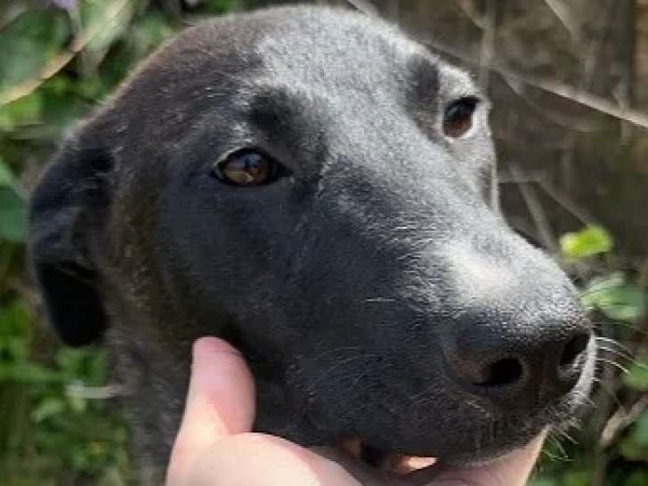 En quête d'un foyer : chienne de 3 ans au pelage noir avec marque blanche