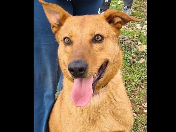 À la recherche d'une famille : chien Berger fauve de 6 ans