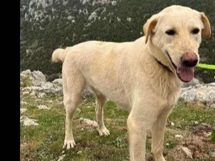 Chien au pelage crème de 2 ans en quête d'un foyer