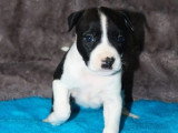 6 chiots American Staffordshire Terrier LOF mars 2026 à vendre