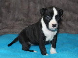 6 chiots American Staffordshire Terrier LOF mars 2026 à vendre