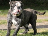 Bulldog Continental mâle LOF bientôt 2 ans à vendre