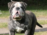 Bulldog Continental mâle LOF bientôt 2 ans à vendre