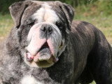 Bulldog Continental mâle LOF bientôt 2 ans à vendre