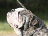 Bulldog Continental mâle LOF bientôt 2 ans à vendre