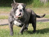 Bulldog Continental mâle LOF bientôt 2 ans à vendre