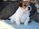 2 chiots Jack Russell Terrier mâles LOF nés en février 2026 à réserver