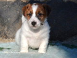 2 chiots Jack Russell Terrier mâles LOF nés en février 2026 à réserver