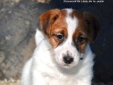 2 chiots Jack Russell Terrier mâles LOF nés en février 2026 à réserver