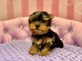 Chiot femelle Yorkshire Terrier non LOF à vendre, née en janvier 2026