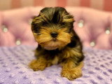 Chiot femelle Yorkshire Terrier non LOF à vendre, née en janvier 2026