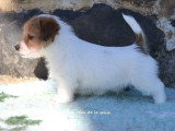 Deux chiots Jack Russell Terrier à vendre, mâles LOF nés en février 2026
