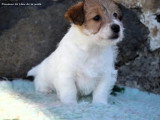 Deux chiots Jack Russell Terrier à vendre, mâles LOF nés en février 2026