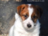 Deux chiots Jack Russell Terrier à vendre, mâles LOF nés en février 2026